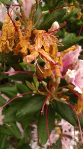 Tanya Mikulas, Arboretum 2012 IMAG5604