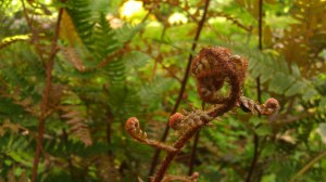 Tanya Mikulas, Arboretum 2012 IMAG5606