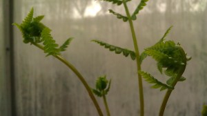 Tanya Mikulas, Arboretum 2012 IMAG5610