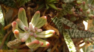 Tanya Mikulas, Arboretum 2012 IMAG5625