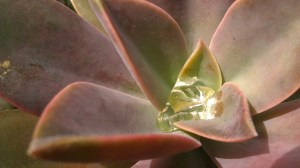 Tanya Mikulas, succulent 5626, Tuscaloosa, arboretum 2012