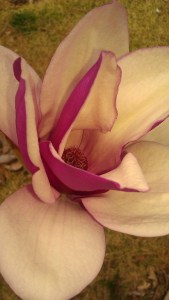 Tanya Mikulas, Magnolia, IMAG0339 Tuscaloosa arboretum 2012