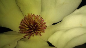 Tanya Mikulas magnolia 2011