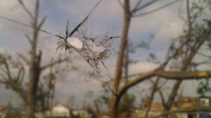 The view from my 'undamaged' bedroom. Tanya Mikulas, photographer.