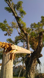 A snapped power pole lodged in a tree. Tanya Mikulas, photographer.