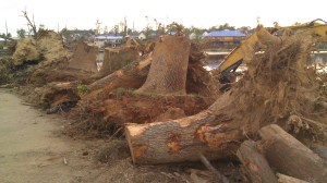 These root balls were as big as a buick.