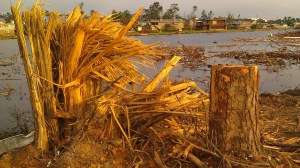 Tree twisted right off.
